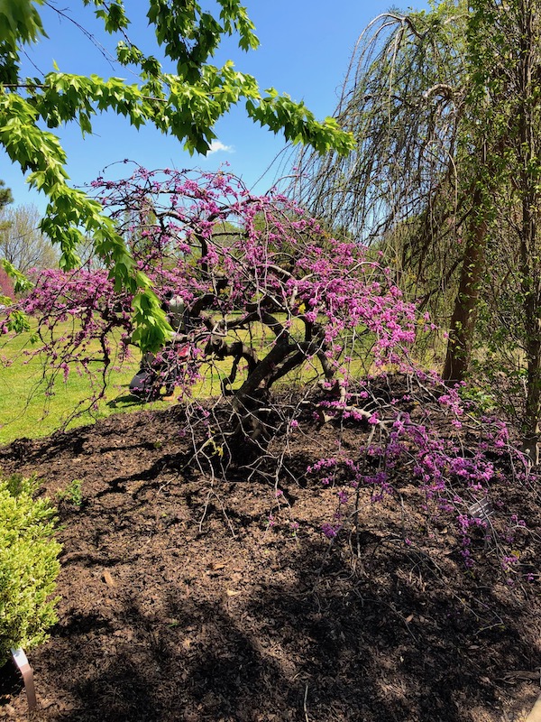 JC Raulston Arboretum Raleigh NC - The Traveling Locavores