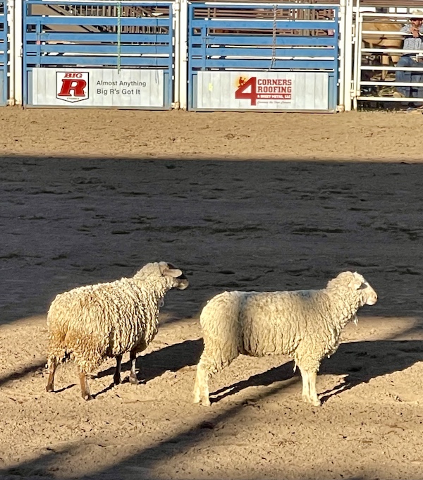 Two sheep standing on the dirt at the rodeo grounds