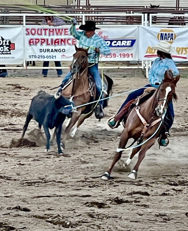 Pair of riders on brown horses roping a calf at Our First Rodeo Durango CO