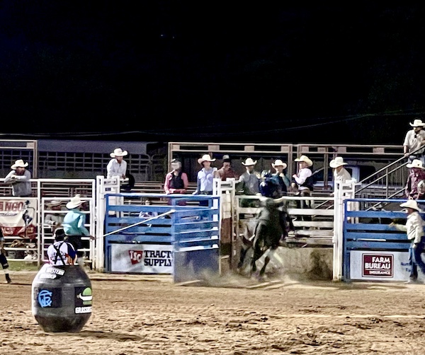 Rodeo clown in a barrel at the rodeo