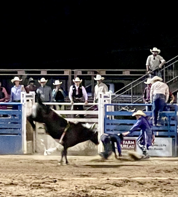 Black bull throwing off his rider at Our First Rodeo Durango CO