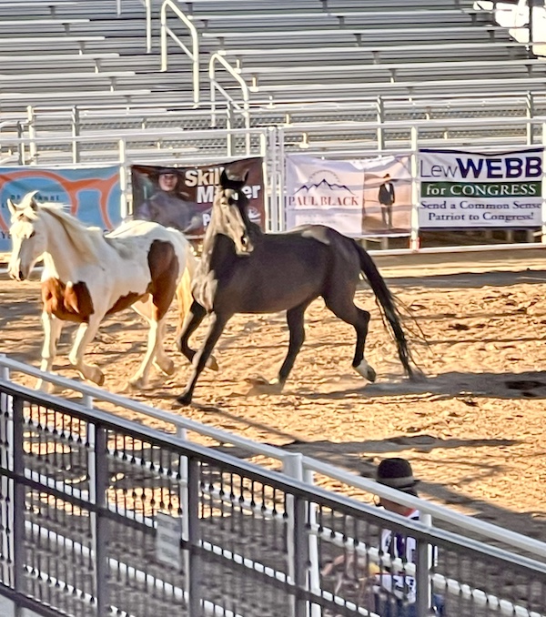 Pair of horses, one brown one white with brown spots running free at Our First Rodeo Durango CO