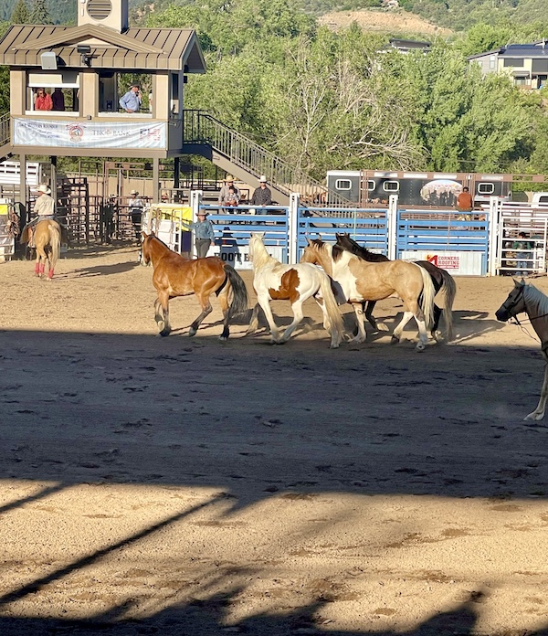 Several horses in the rodeo area following a cowboy on a horse at Our First Rodeo Durango CO