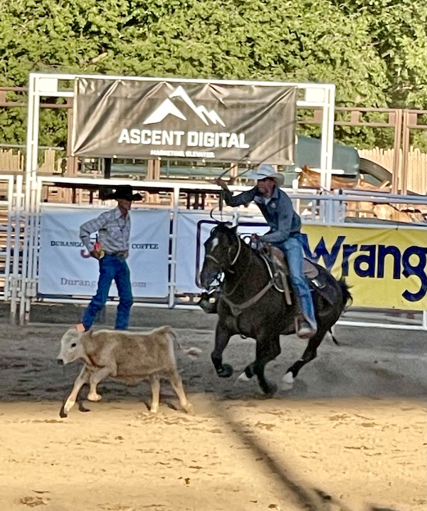 Cowboy on horseback tossing pope lasso in the air to capture the calf at Our First Rodeo Durango CO