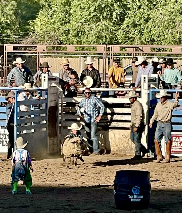 Small child riding a sheep at the rodeo. Lots of people stand around him.